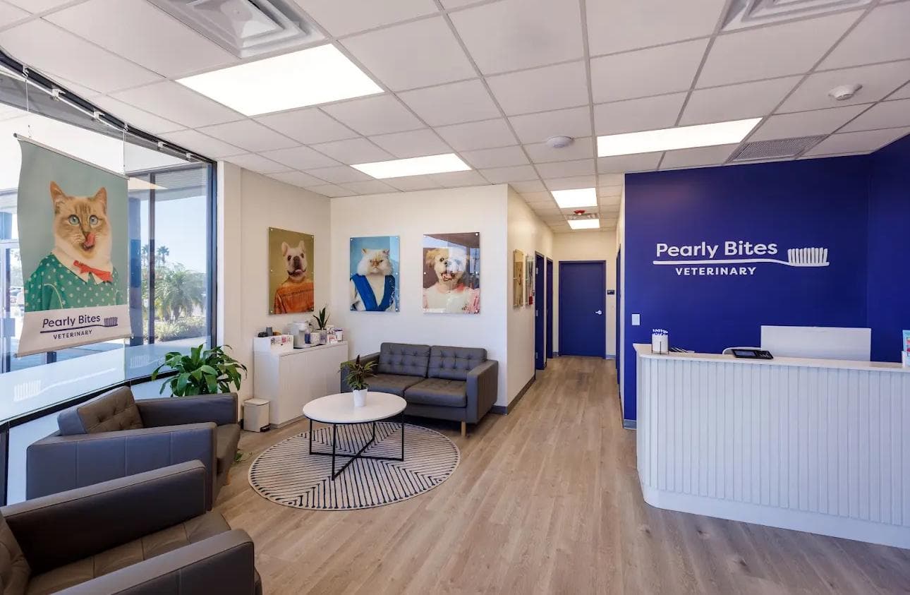 Modern veterinary lobby with blue accent wall, white reception desk, and framed pet portraits.